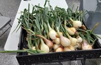 Produce Asset