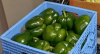 Produce Asset