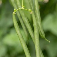Produce Asset