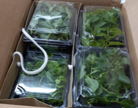 Produce Asset