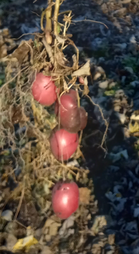 Produce Asset