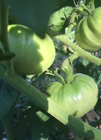 Produce Asset